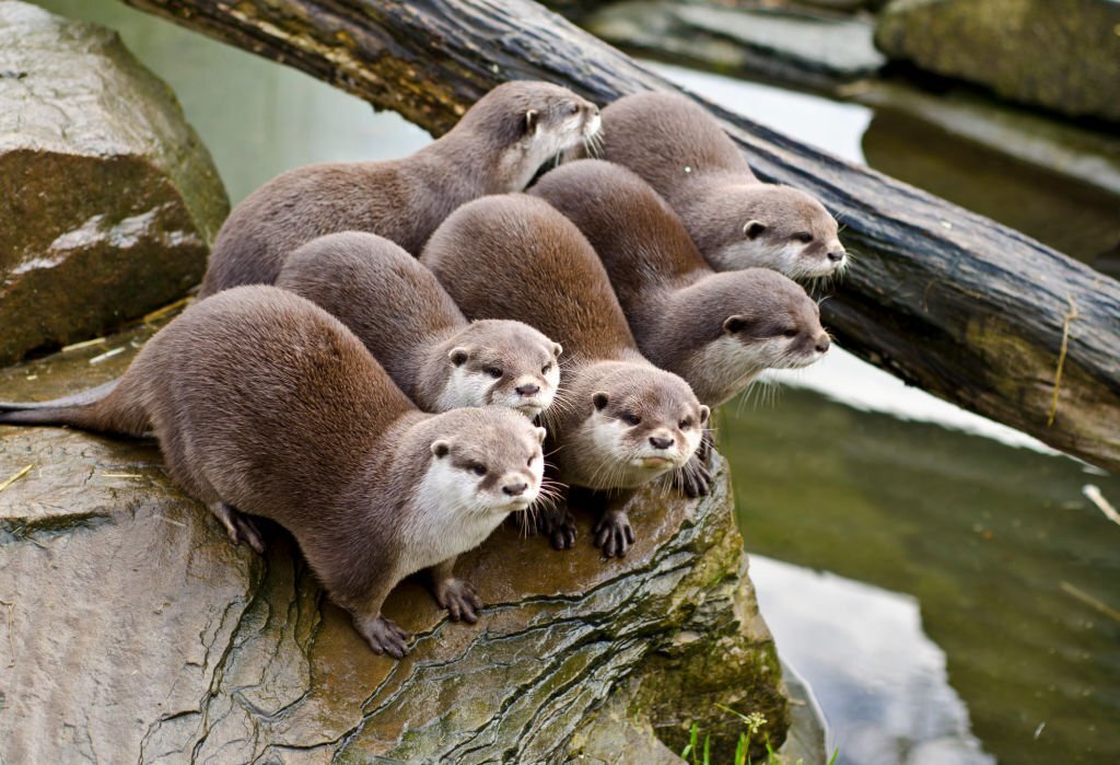 12 things about otters